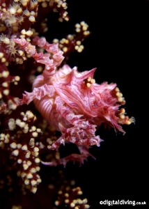 Holding On - just about to disappear,  a Candy Crab - tho... by David Henshaw 